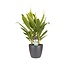 Decorum Cordyline new Conga met Elho brussels antracite