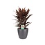 Decorum Cordyline Tango Toef met Elho brussels antracite