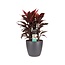 Decorum Cordyline Mambo toef met Elho brussels antracite