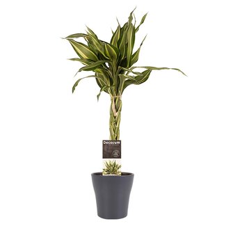 Decorum Dracaena Sandriana victory met Anna grey