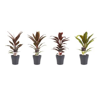 Decorum Combi 1x Cordyline Tango 1x Cordyline Rumba 1x Cordyline Mambo 1x Cordyline Kiwi met Anna grey