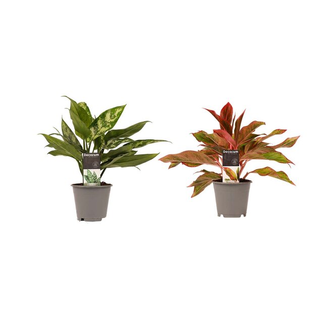 Decorum Combi 1 x Aglaonema Maria 1x Aglaonema Crete