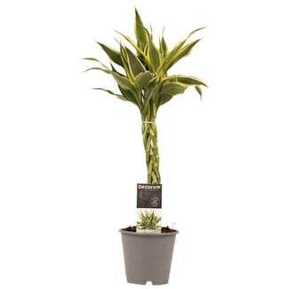 Decorum Dracaena Sandriana white