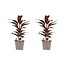 Decorum Duo 2x Cordyline Mambo