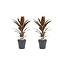 Decorum Duo 2x Cordyline Rumba met Anna grey