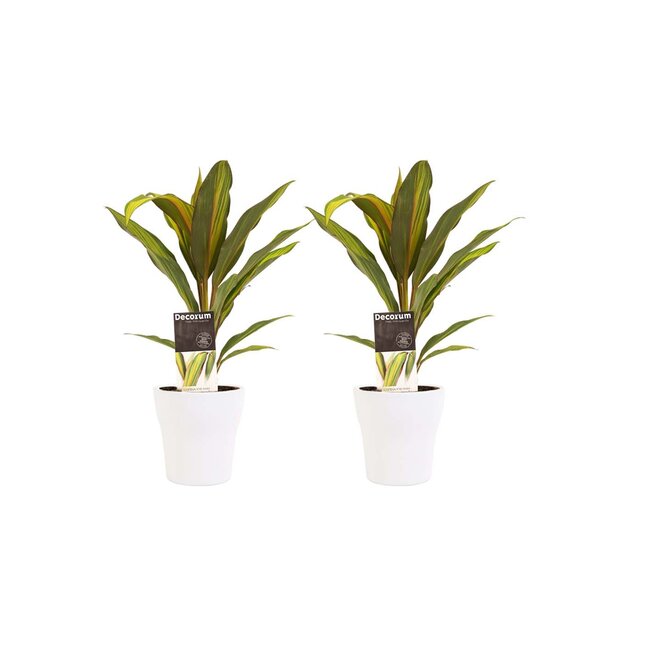 Decorum Duo 2x Cordyline Kiwi met Anna white