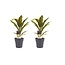 Decorum Duo 2x Cordyline Kiwi met Anna grey