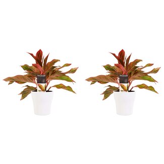 Decorum Duo 2 x Aglaonema Crete met Anna white