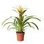 Guzmania Deseo White single