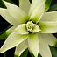 Guzmania Deseo White single