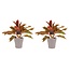 Decorum Duo 2 x Aglaonema Crete met Anna taupe