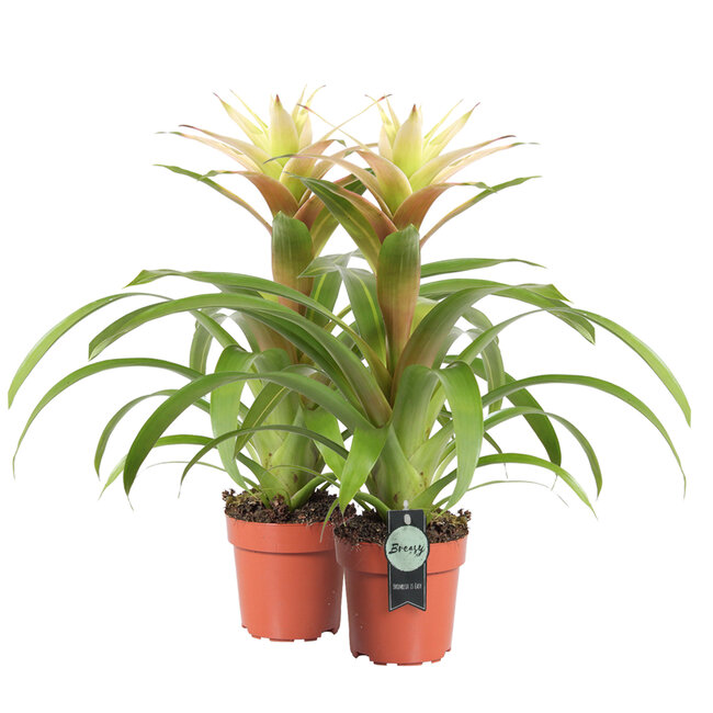 Guzmania Deseo White double