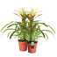 Guzmania Deseo White double