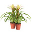 Guzmania Deseo White double