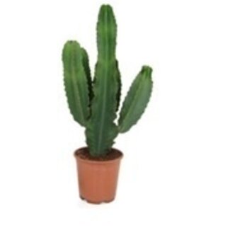 Euphorbia cactus