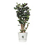 Polyscias Fabian in Elho® Greenville pot