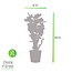 Polyscias Fabian in Elho® Greenville pot