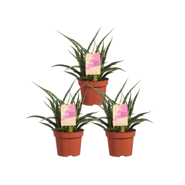 Sanseveria