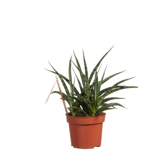 Sanseveria