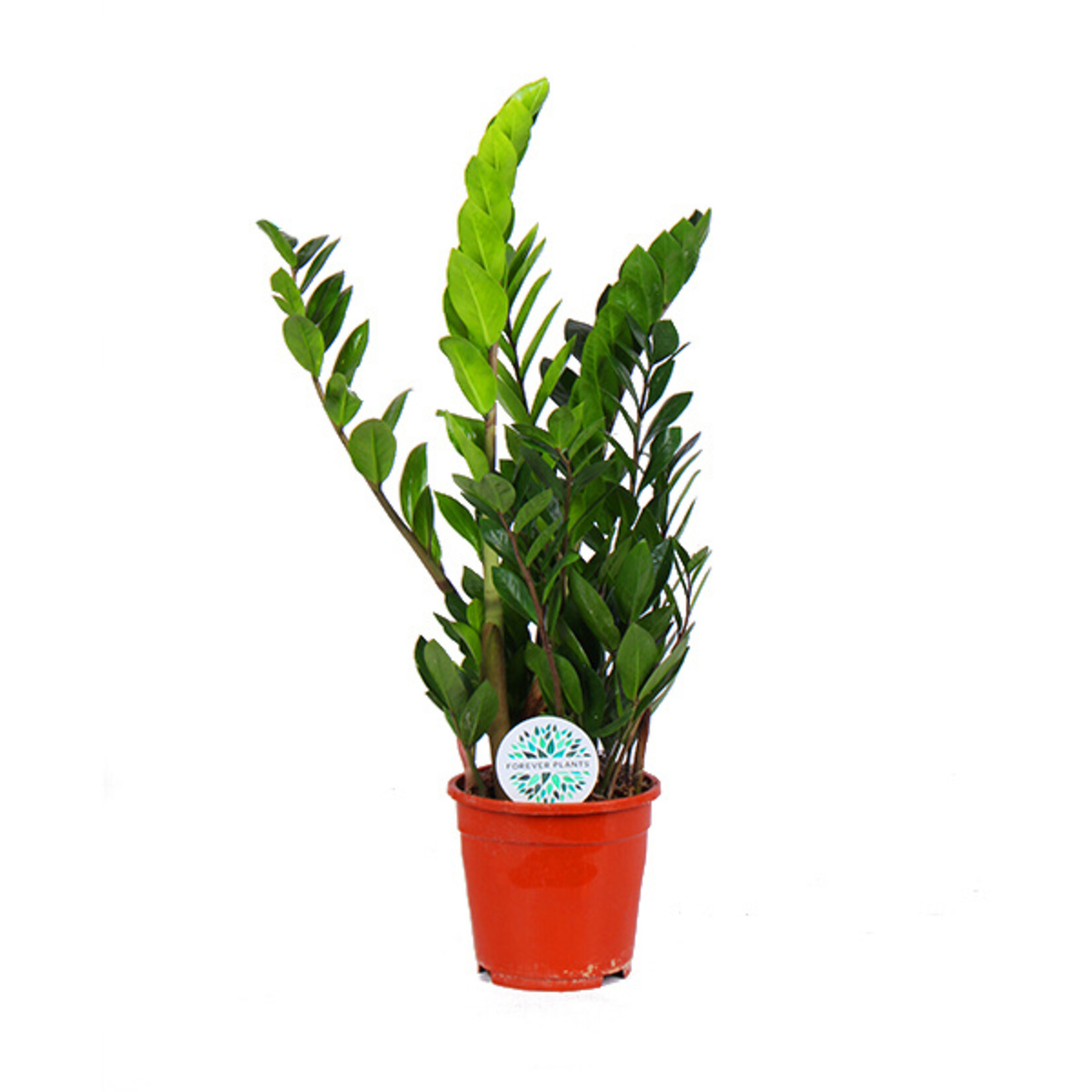 Zamioculcas