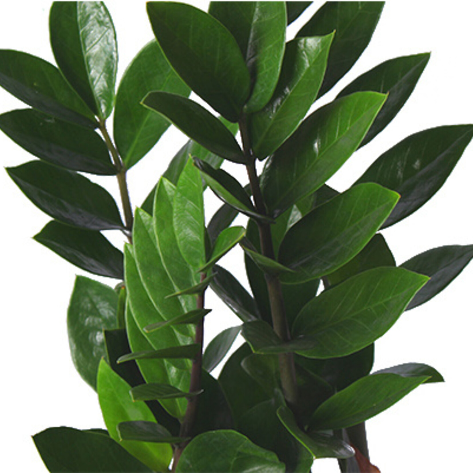 Zamioculcas