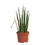 Sanseveria