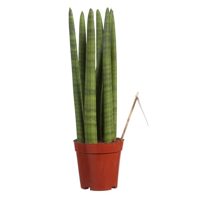 Sanseveria