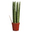 Sanseveria