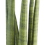 Sanseveria