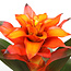 Guzmania Fiero Orange single