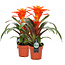 Guzmania Fiero Orange double