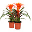 Guzmania Fiero Orange double