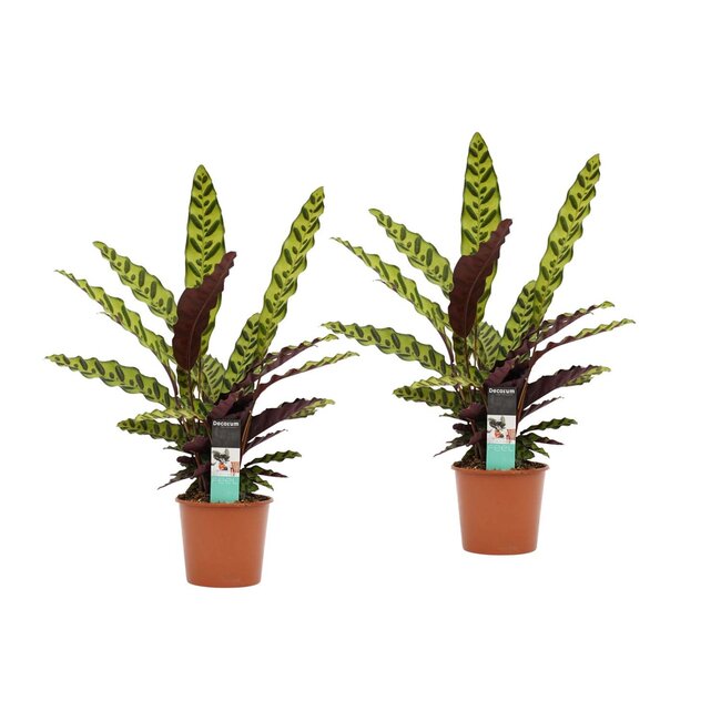 Decorum Calathea Insigne duo 17cm