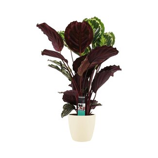 Decorum Calathea Medaillon met Elho brussels soap