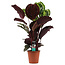 Decorum Calathea Medaillon