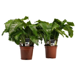 Decorum Duo Calathea Network