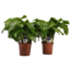 Decorum Duo Calathea Network