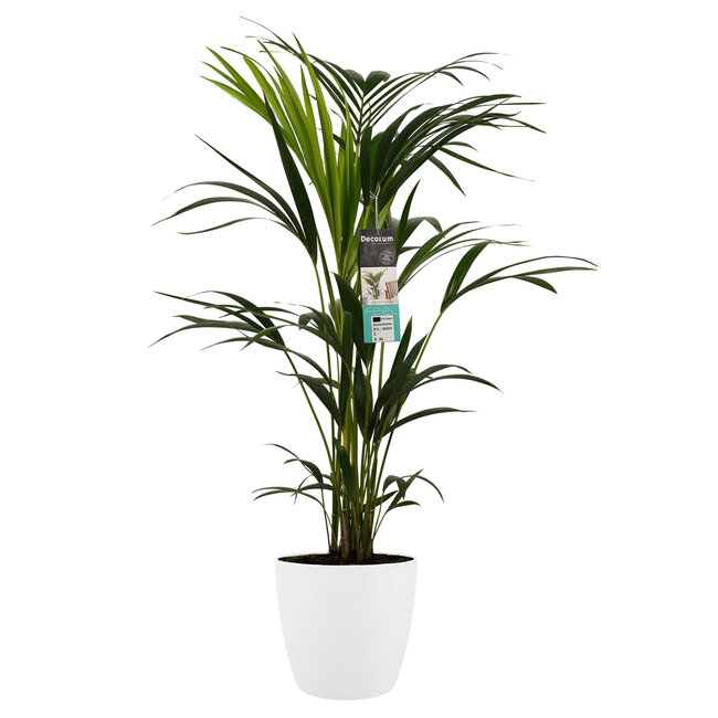 Decorum Kentia Palm - Elho brussels white