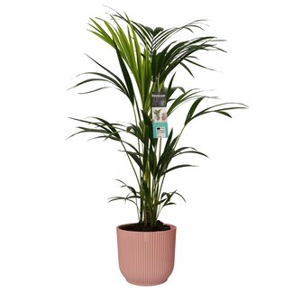 Decorum Kentia Palm in ELHO Vibes Roze