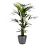 Decorum Kentia Palm - Elho brussels antracite