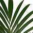Decorum Kentia Palm - Elho brussels antracite
