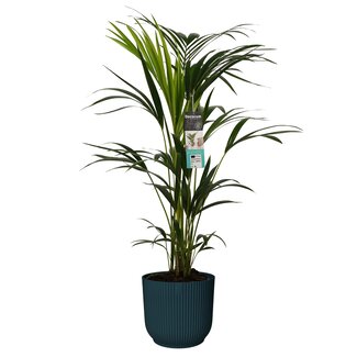 Decorum Kentia Palm in ELHO sierpot Vibes Fold (donkerblauw)