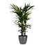 Decorum Kentia Palm - Elho brussels antracite