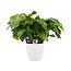 Decorum Calathea Network met Elho brussels white