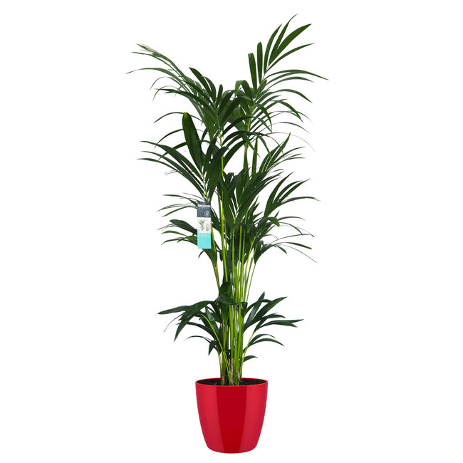 Decorum XL Kentia Palm in ELHO Brussels Diamond (Rood)