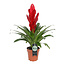 Vriesea Intenso Red single