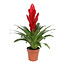 Vriesea Intenso Red single