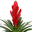 Vriesea Intenso Red single