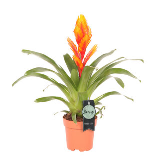 Vriesea Intenso Orange single