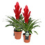 Vriesea Intenso Red double